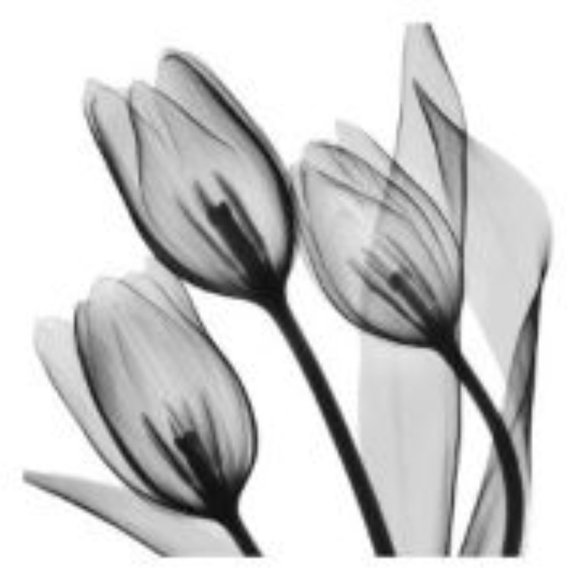 Meet your Posher, Jennifer - Picture 3 of 5